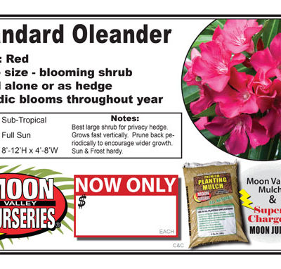 Oleander Std Red