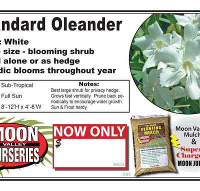 Oleander Std White