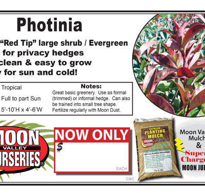 Photinia