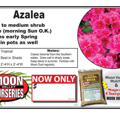 Azalea