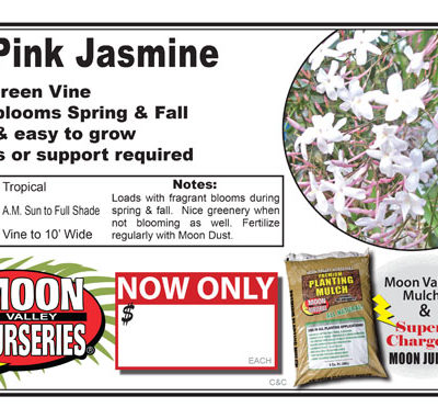 Pink Jasmine Vine