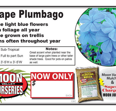 Plumbago Cape Blue