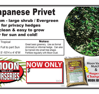 Privet Japanese