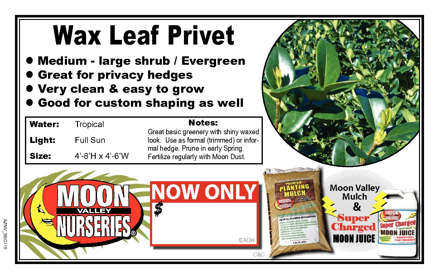 Privet Wax Leaf