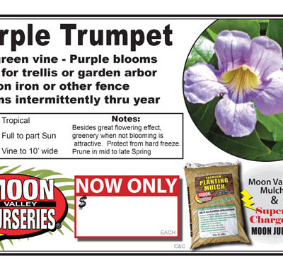 Purple Trumpet Vine