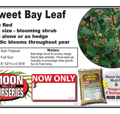 Bay Leaf - Sweet
