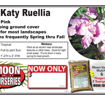 Ruellia Katy Pink