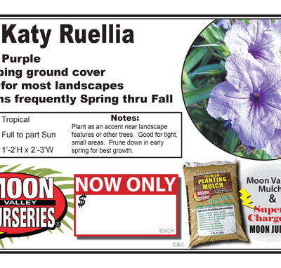 Ruellia Katy Purple