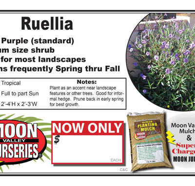 Ruellia purple