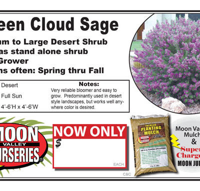 Sage Green Cloud