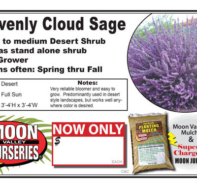 Sage Heavenly Cloud