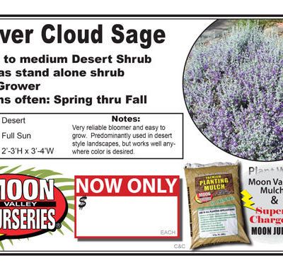 Sage Silver Cloud