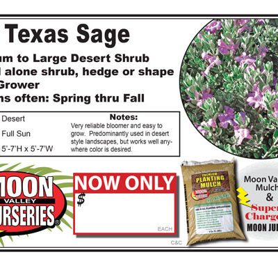 Sage Texas