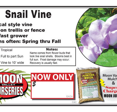 Snail Vine