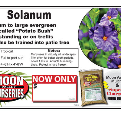 Solanum (use bush or vine)