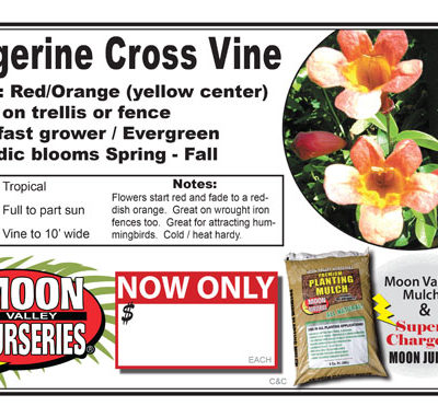 Tangerine Cross Vine