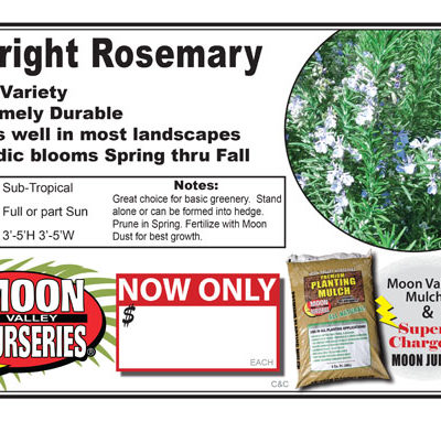 Upright Rosemary