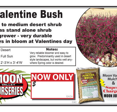Valentine bush pink