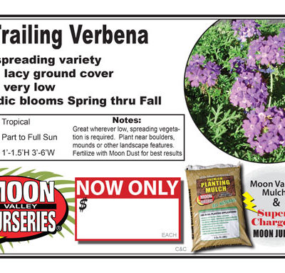 Verbena trailing purple