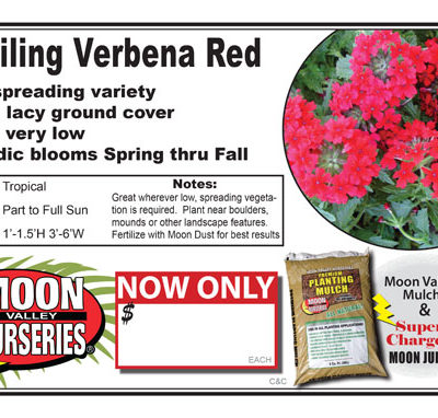 Verbena trailing red