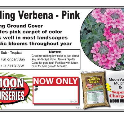 Verbina pink trailing