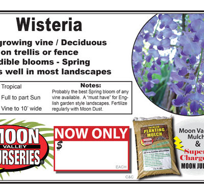 Wisteria vine