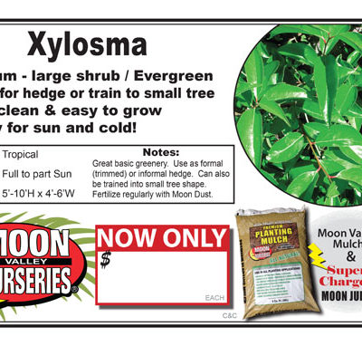 Xylosma