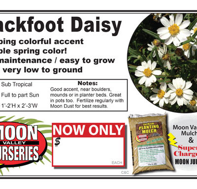 Blackfoot Daisy