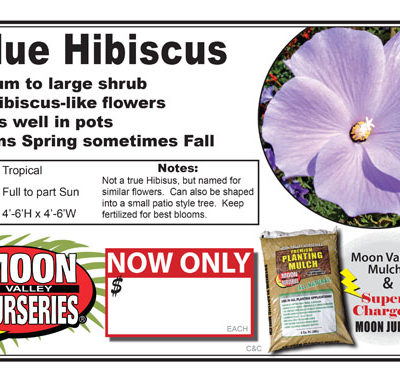 Blue Hibiscus