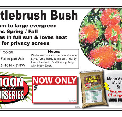 Bottlebrush Bush