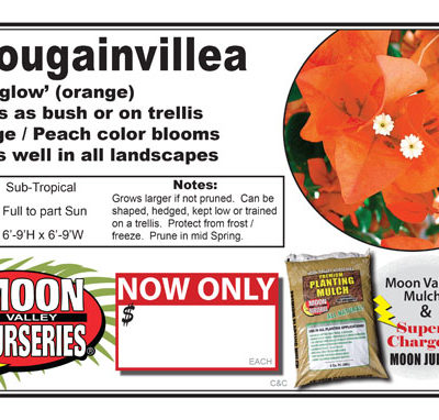 Bouganvillea Afterglow