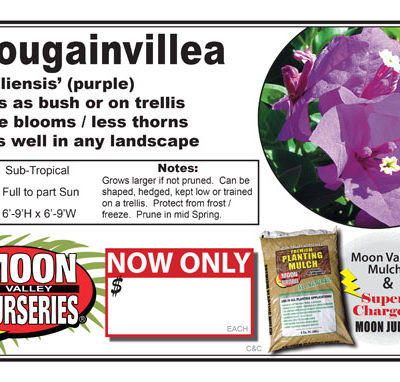 Bouganvillea braziliensis