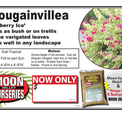 Bouganvillea Raspberry ice