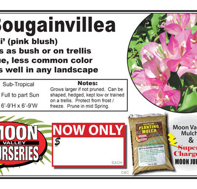 Bouganvillea Tahiti