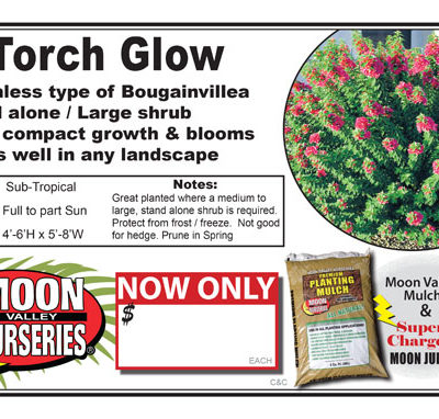 Bouganvillea Torch Glow