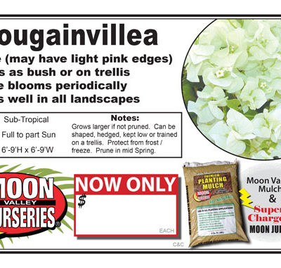 Bouganvillea White