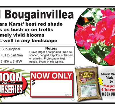 Bouganvillea bkarst red v or s