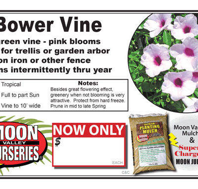 Bower Vine