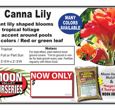 Canna Lily