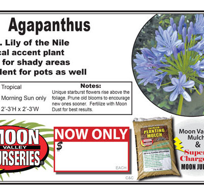 Agapanthus