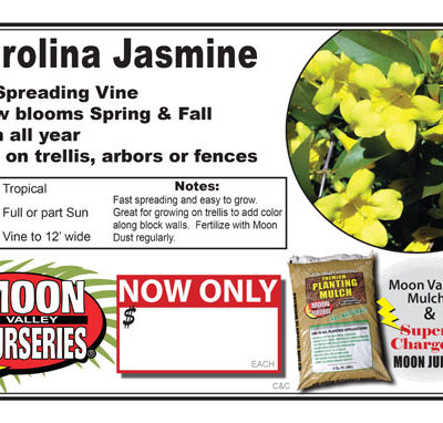 Carolina Jasmine