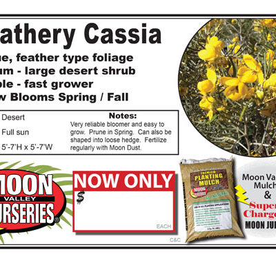 Cassia Feathery