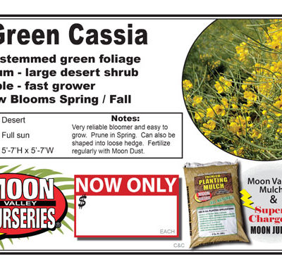 Cassia Green