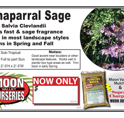 Chaparral Sage (s clevlandi)