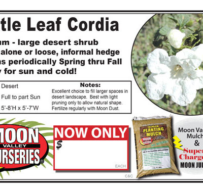 Cordia little leaf