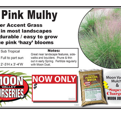Deer grass pink mulhy
