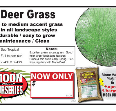 Deer grass standard