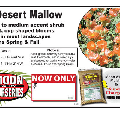 Desert Mallow