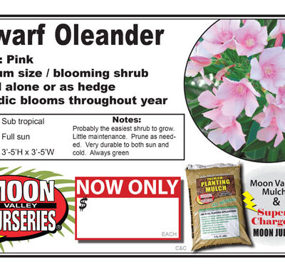 Dwarf oleander pink