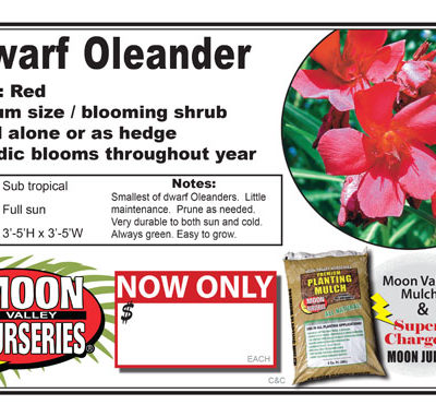 Dwarf oleander red